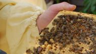 В лесах северо-восточной Польши все больше и больше пчел в коре и горечи